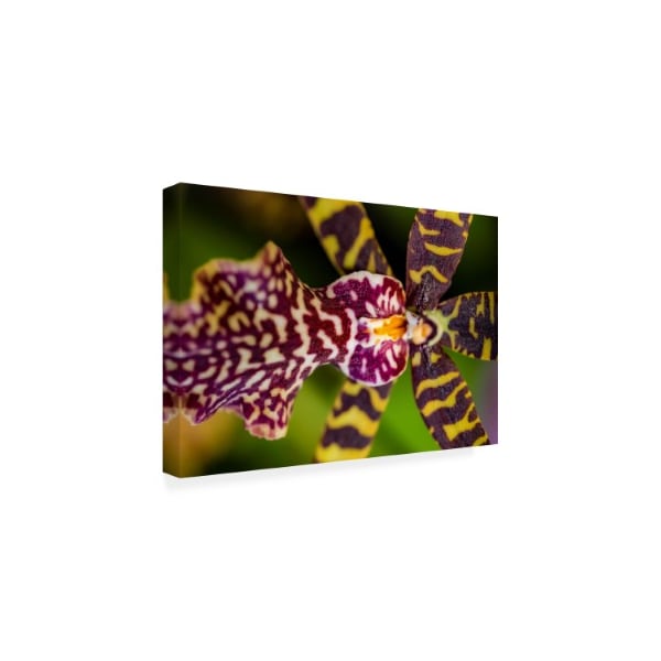 Eva Bane 'Exotic Orchid 12' Canvas Art,16x24